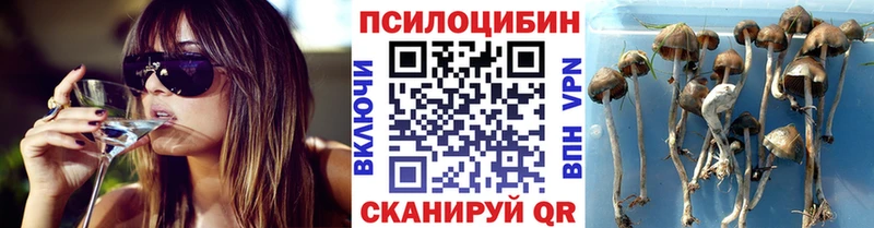 закладка  Темрюк  Псилоцибиновые грибы ЛСД 